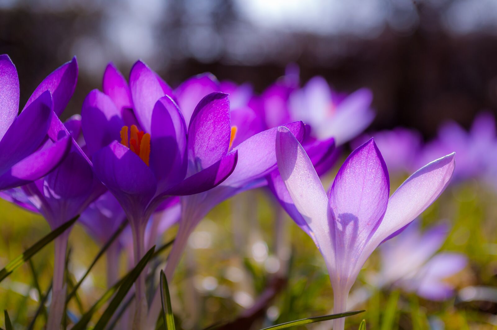 Nikon D90 sample photo. Crocus, purple, yellow photography