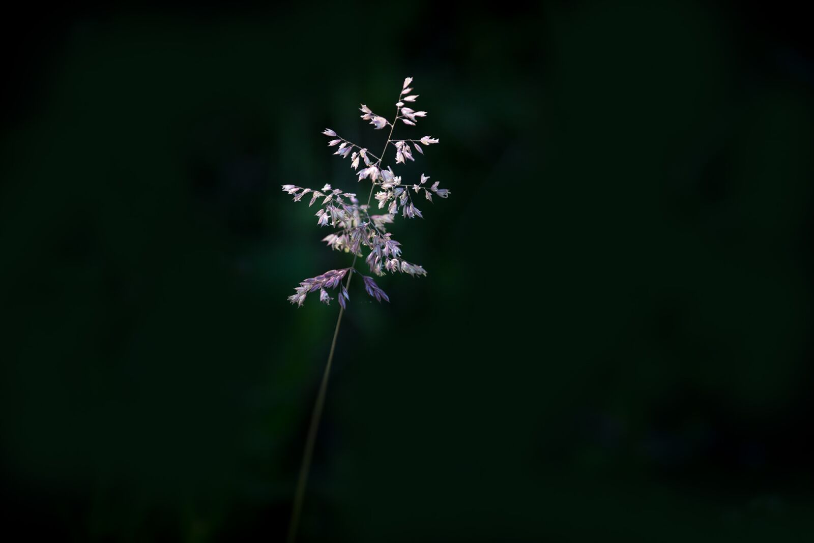 Nikon D750 sample photo. Blade of grass, grasses photography