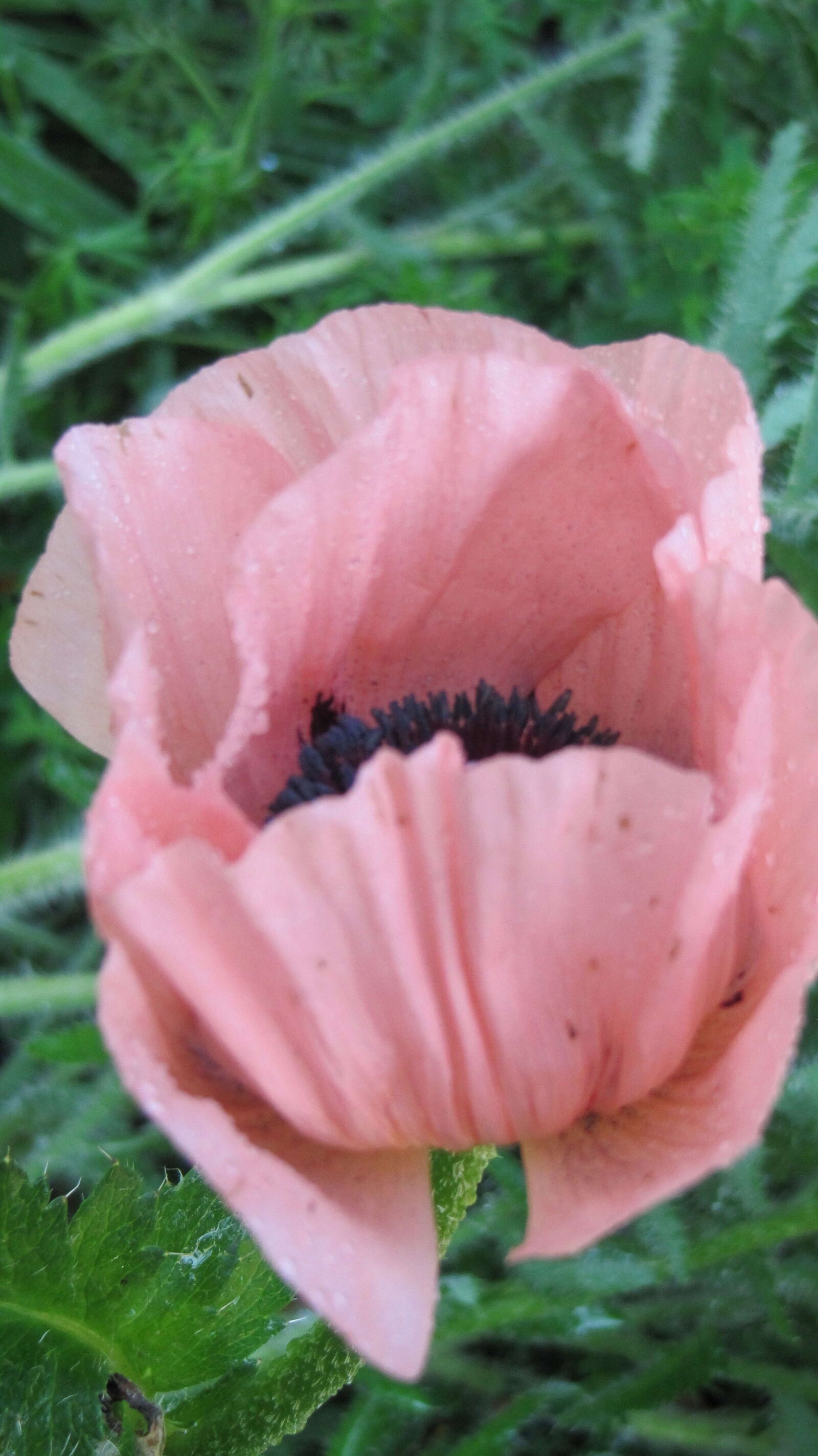 Canon PowerShot SX200 IS sample photo. Pink, poppy, flower, petals photography