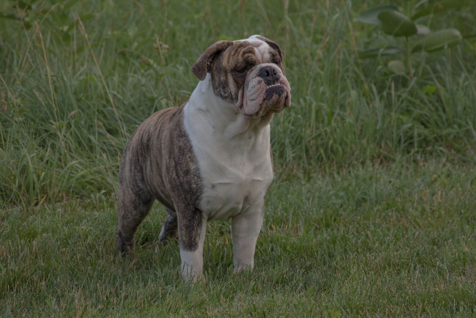 Canon EF 28-135mm F3.5-5.6 IS USM sample photo. Bulldog, english bulldog, pet photography