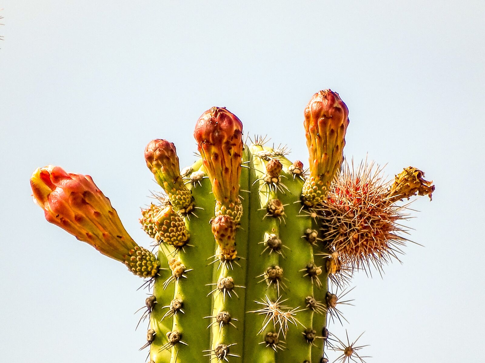 Sony Cyber-shot DSC-HX400V sample photo. Cactus, desert, blossom photography