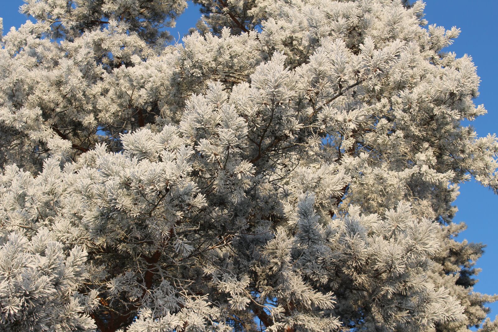 Canon EOS 100D (EOS Rebel SL1 / EOS Kiss X7) sample photo. Frost, forest, landscape photography