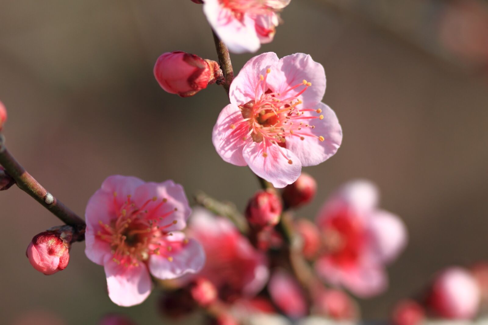 Canon EOS 7D sample photo. Plum, flowers, pink photography