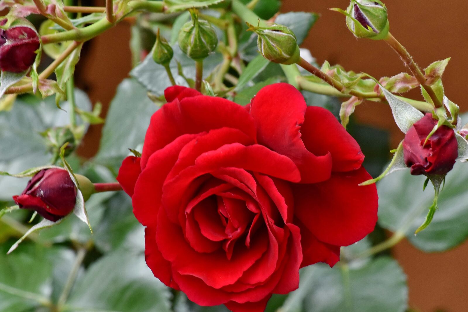 Nikon D5500 sample photo. Beautiful flowers, flower garden photography