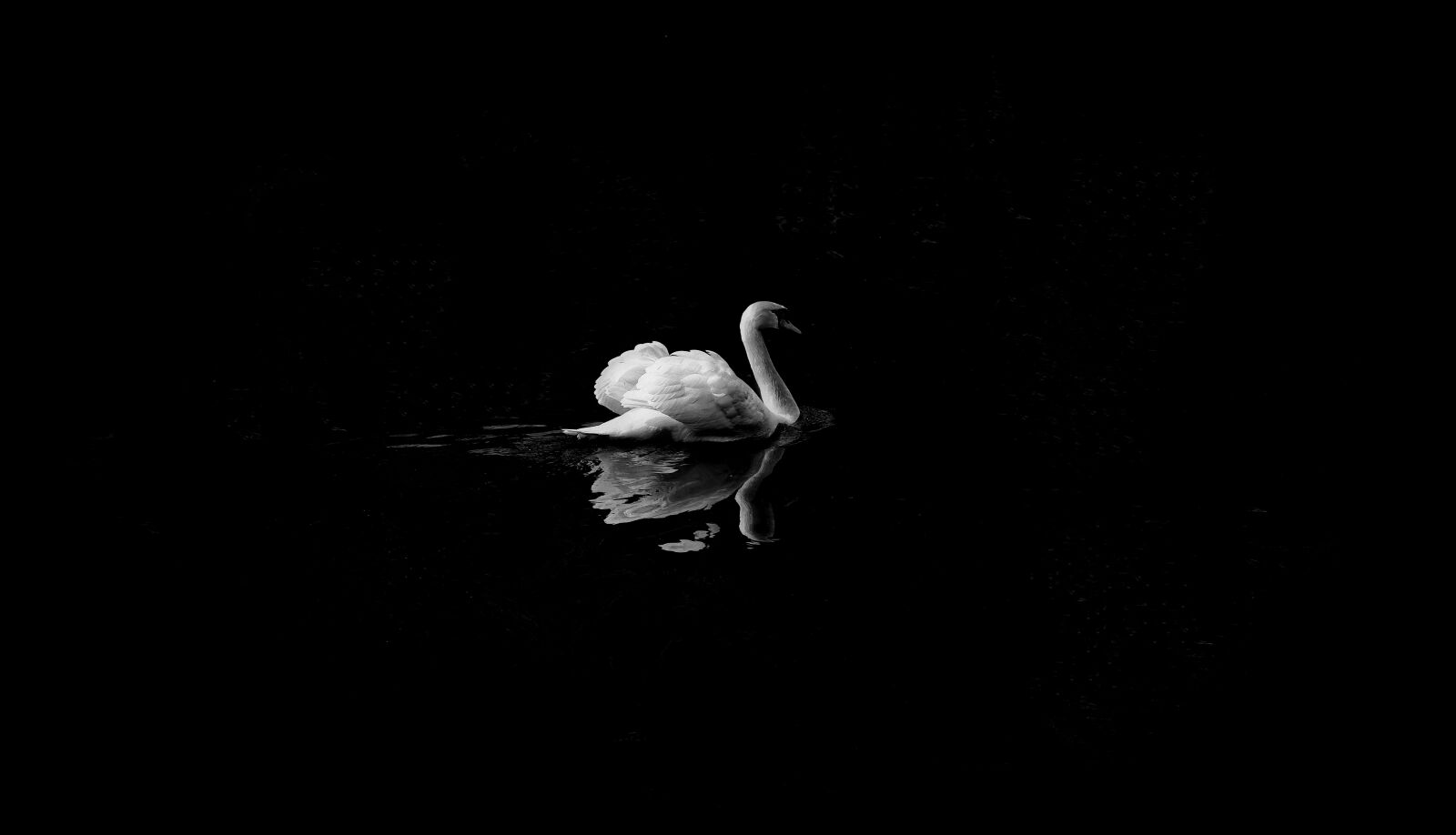 Nikon D4S sample photo. Animal, swan, bird photography