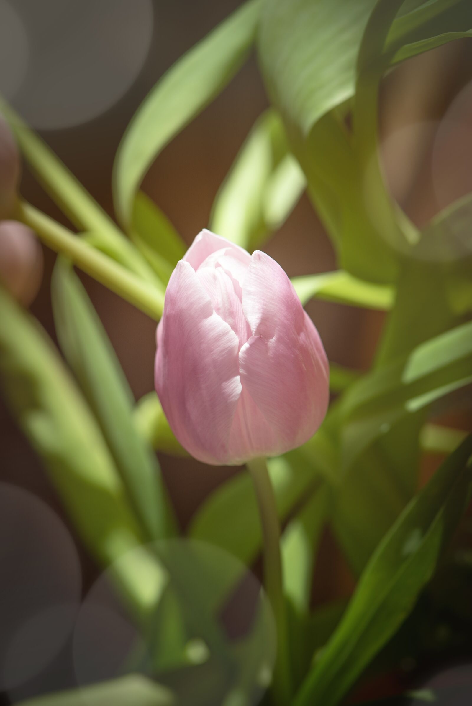 Nikon D750 sample photo. Tulip, flower, pink photography