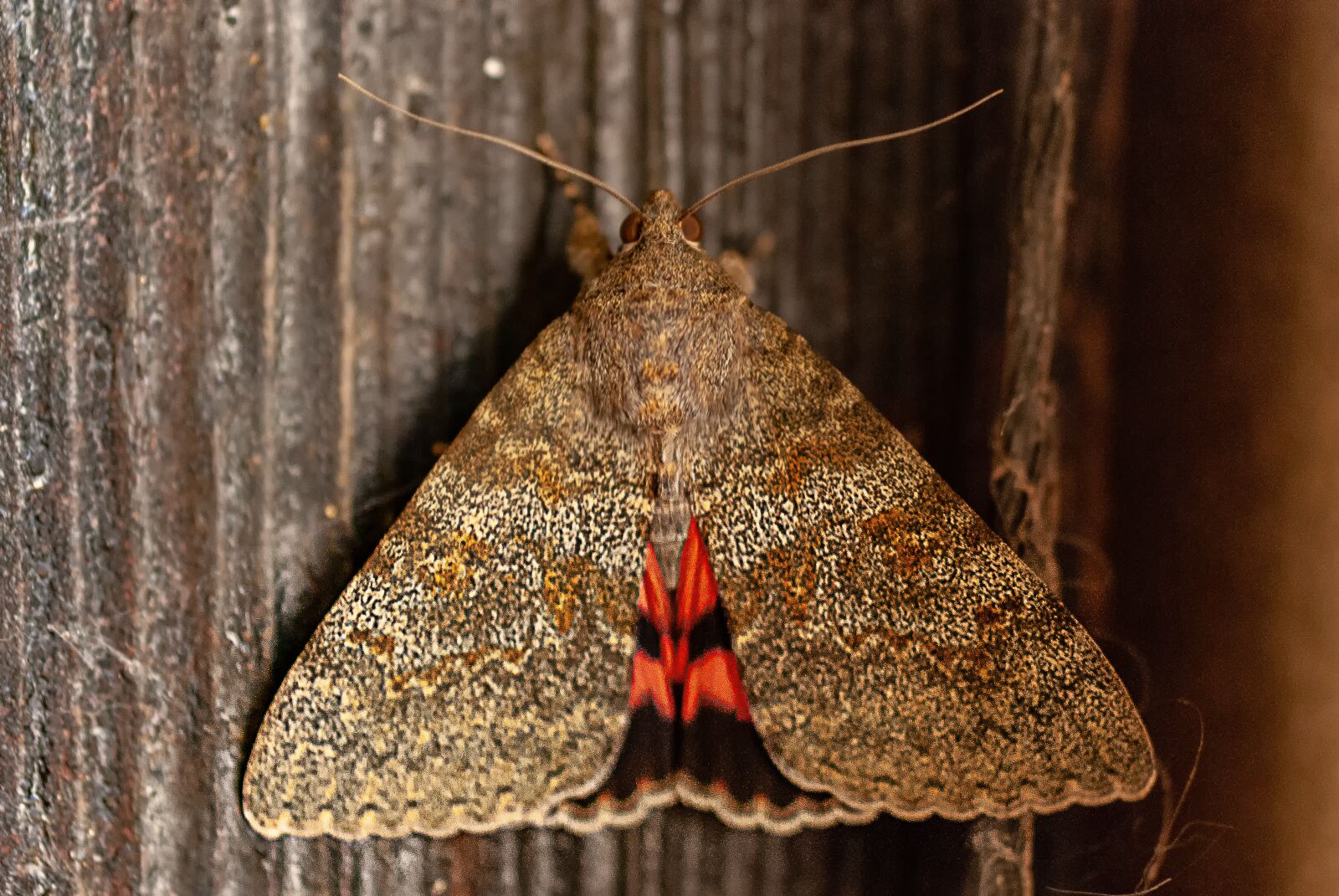 Nikon D80 sample photo. Butterfly, macro, close up photography