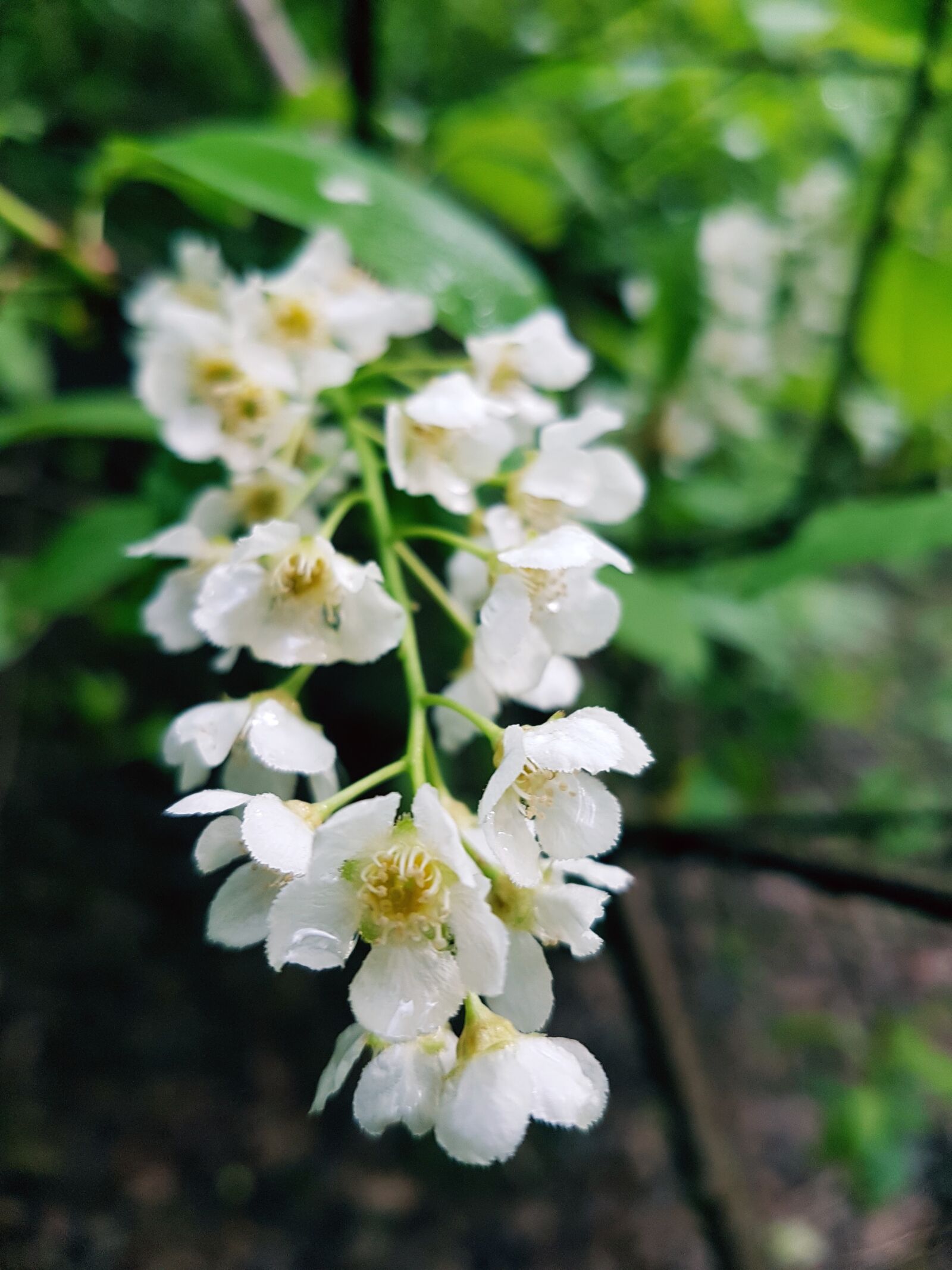 Samsung Galaxy S7 sample photo. Flower, white, jasmine photography
