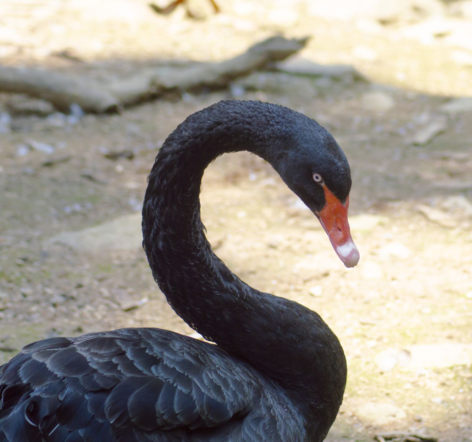 Nikon D3200 sample photo. Black swan, swan, bird photography