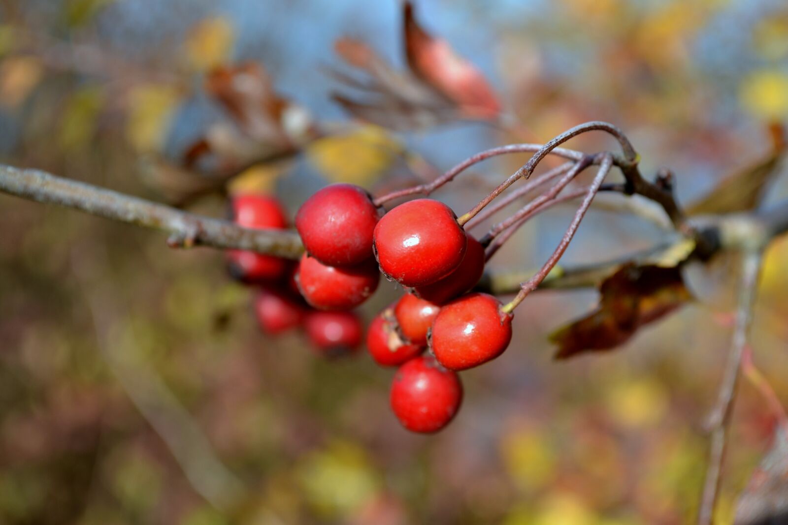 Nikon D3100 sample photo. Nature, tree, autumn photography