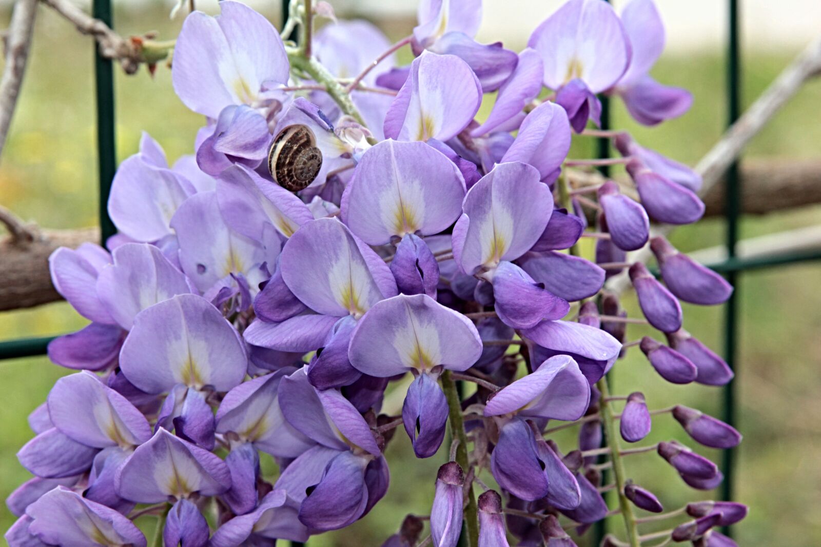 Canon EOS 550D (EOS Rebel T2i / EOS Kiss X4) sample photo. Purple, purple bunches, wisteria photography