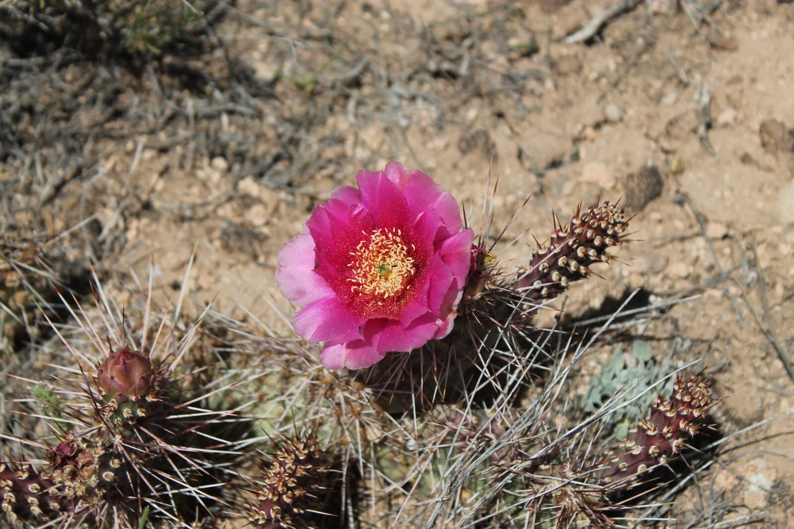 Canon EOS 1100D (EOS Rebel T3 / EOS Kiss X50) sample photo. Cactus, flower, red photography