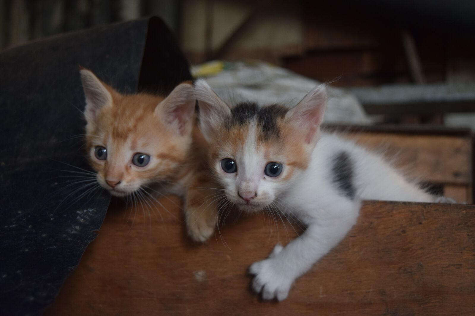 Nikon D3300 sample photo. Cats, kitties, wood box photography