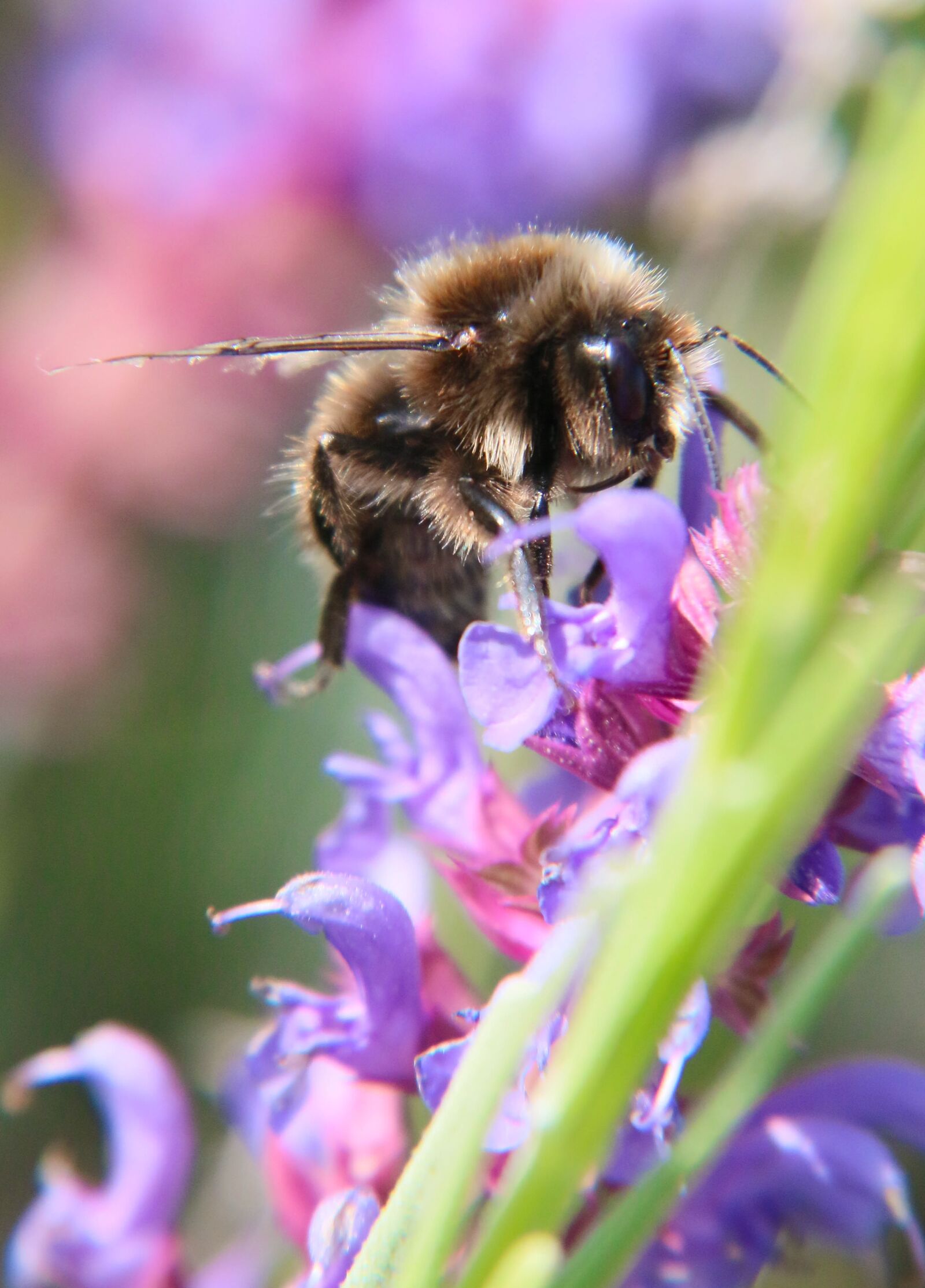 Canon EOS 70D sample photo. Bourdon, insect, pollen photography