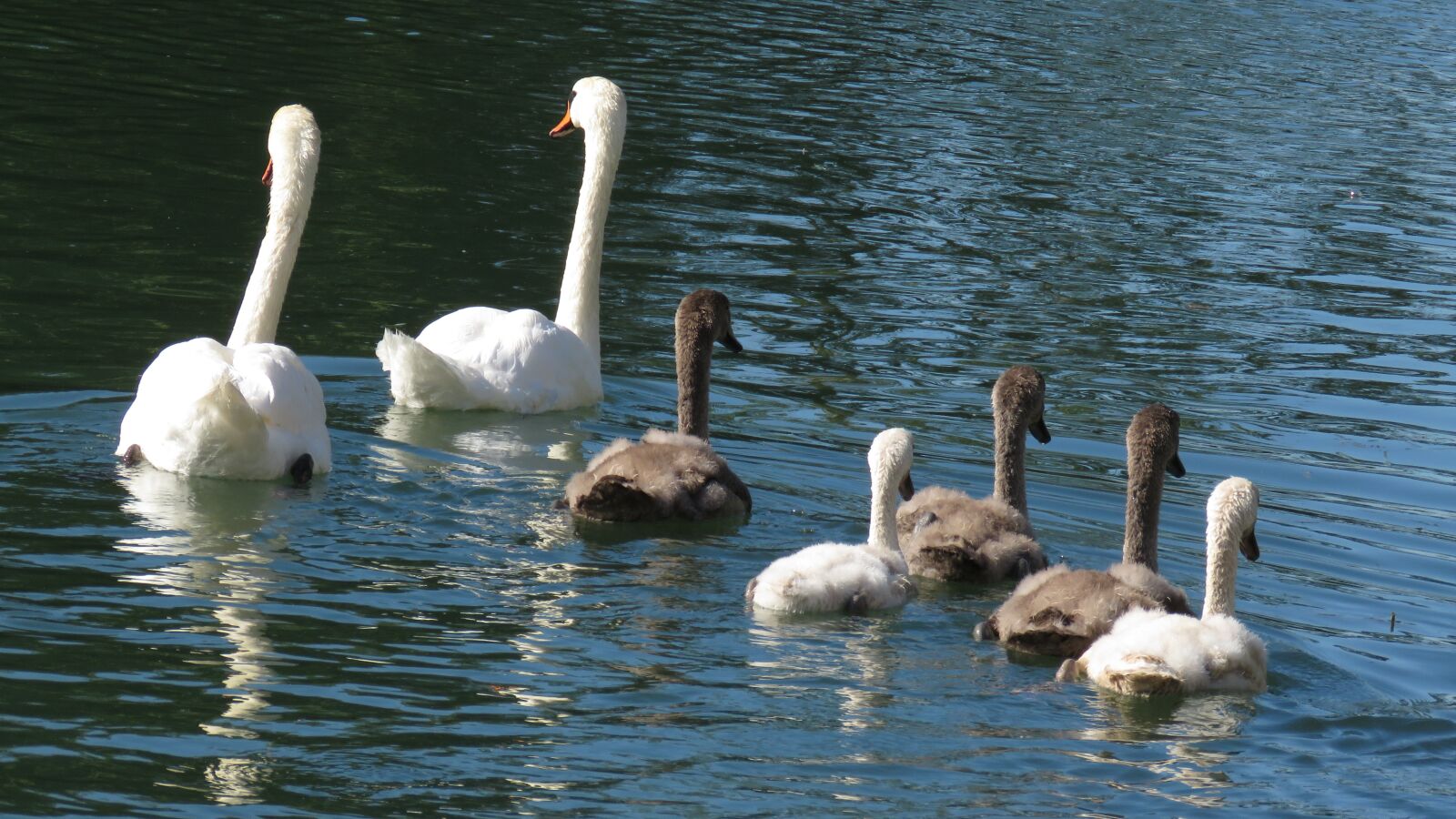 Canon PowerShot SX60 HS sample photo. Animals, birds, swan photography