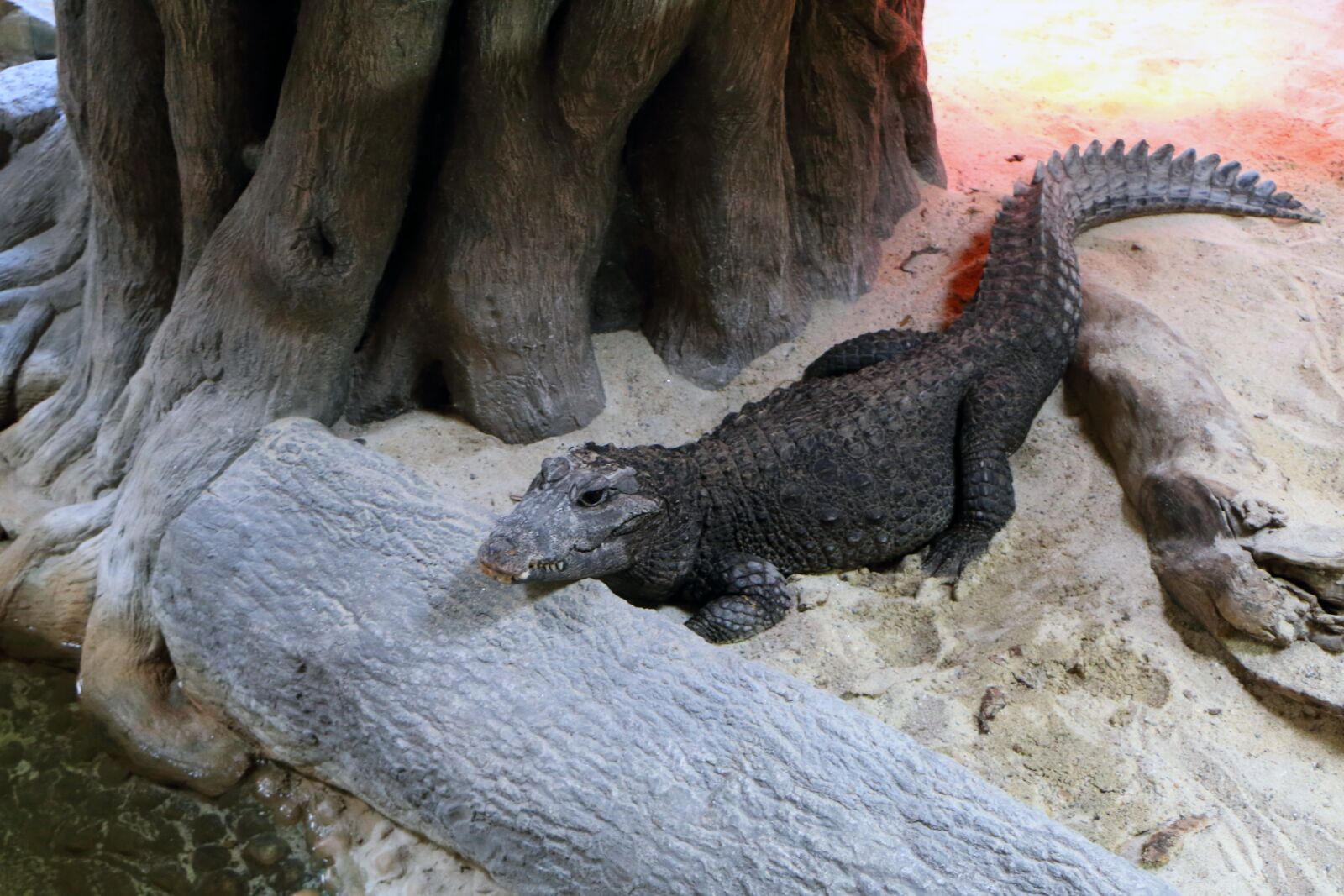 Canon EOS 70D sample photo. Crocodile, reptile, dwarf photography