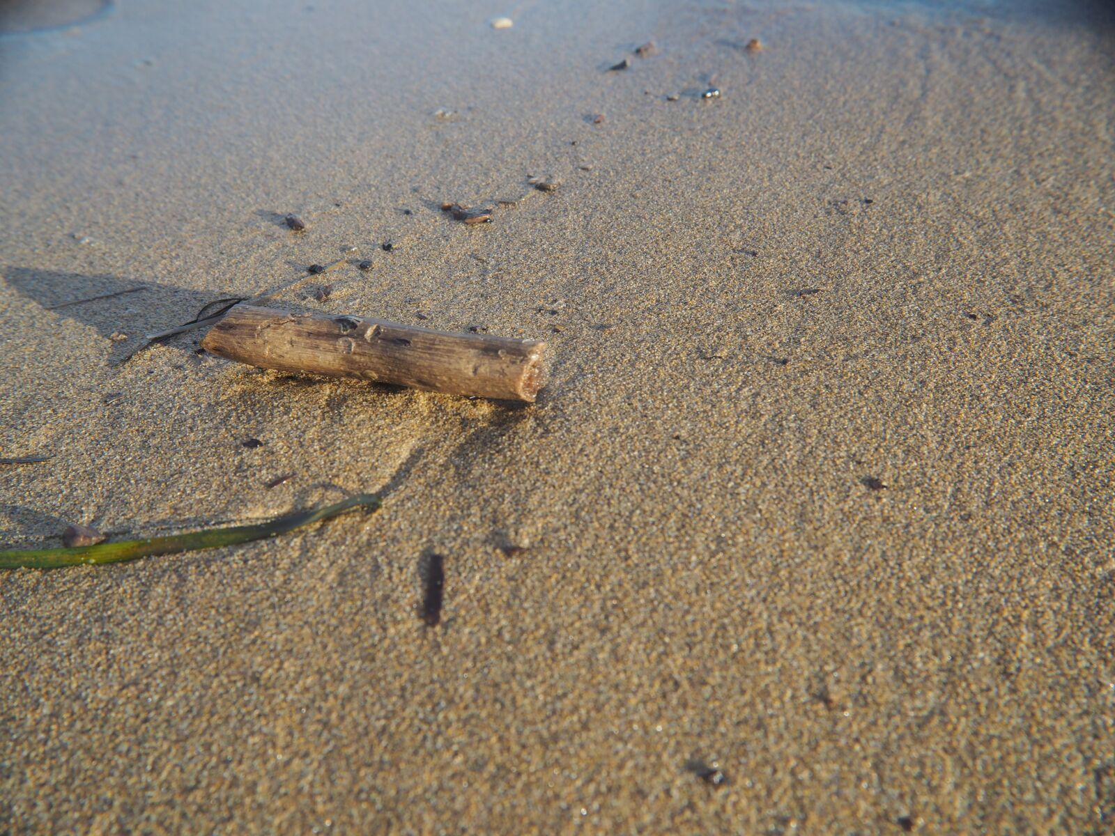 Olympus OM-D E-M10 sample photo. Sand, sea, drift wood photography