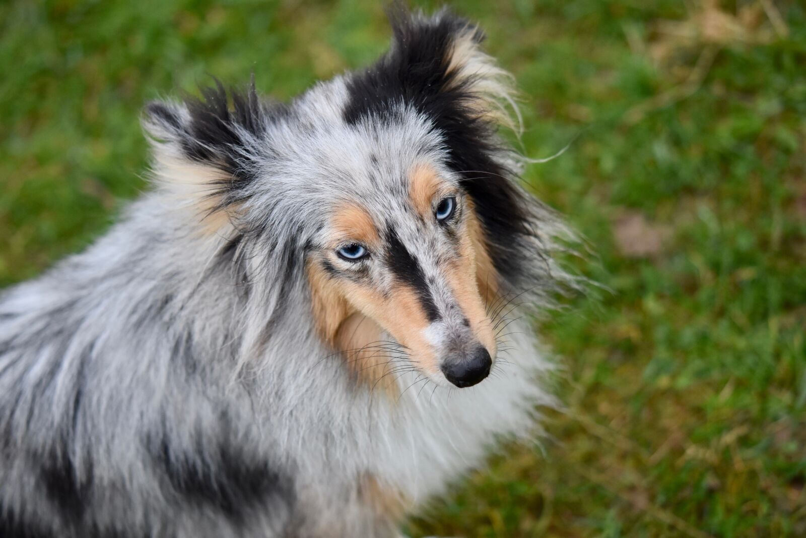 Nikon D5600 sample photo. Dog, bitch, bitch shetland photography