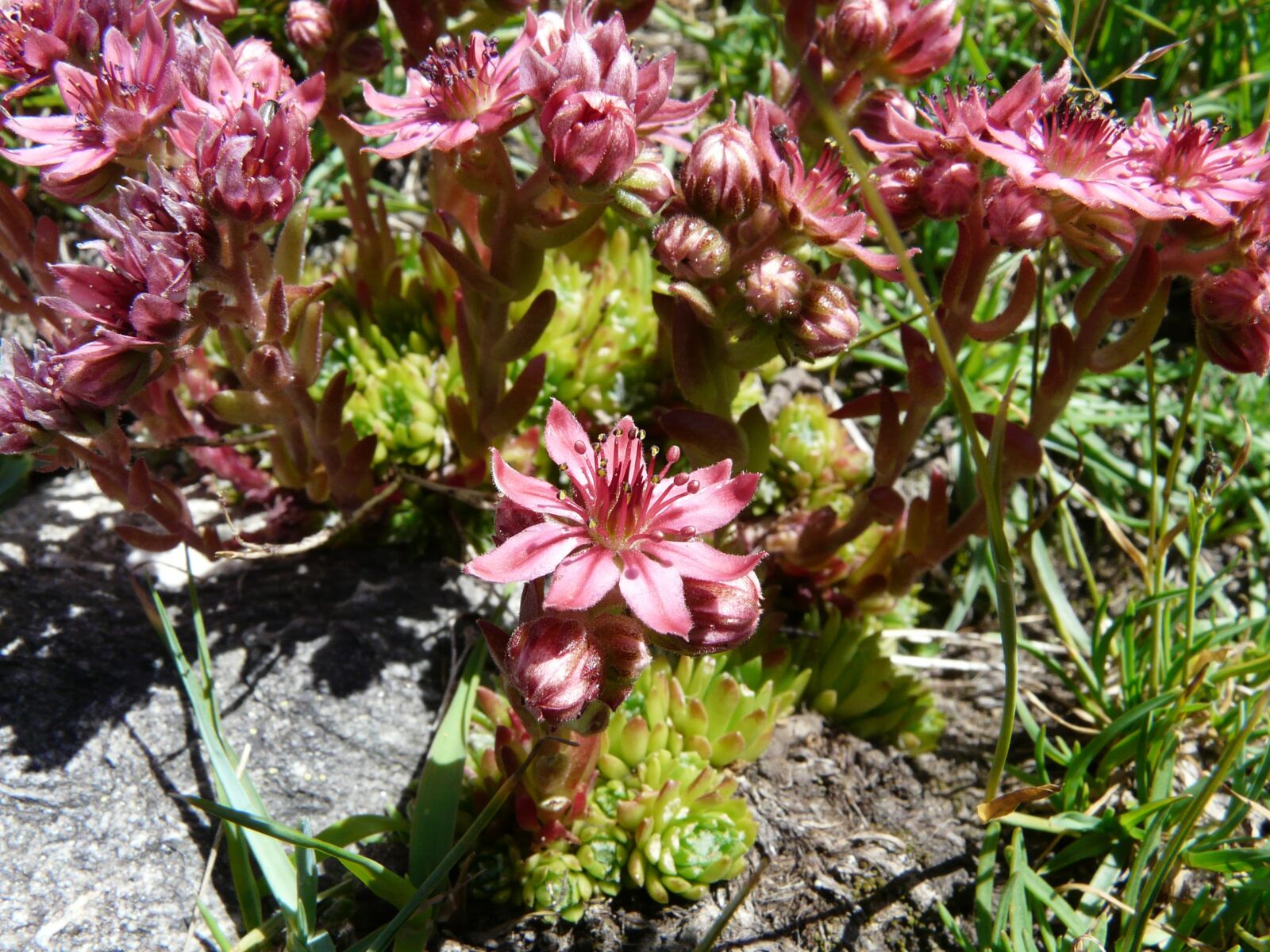 Panasonic DMC-FZ18 sample photo. Flowers, wild, nature photography