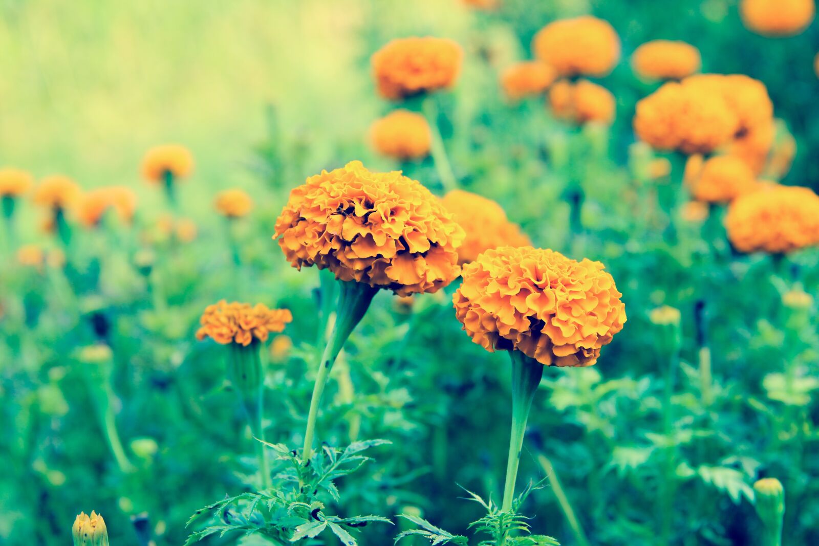 Canon EOS 600D (Rebel EOS T3i / EOS Kiss X5) sample photo. Beautiful flowers, flower, flower photography