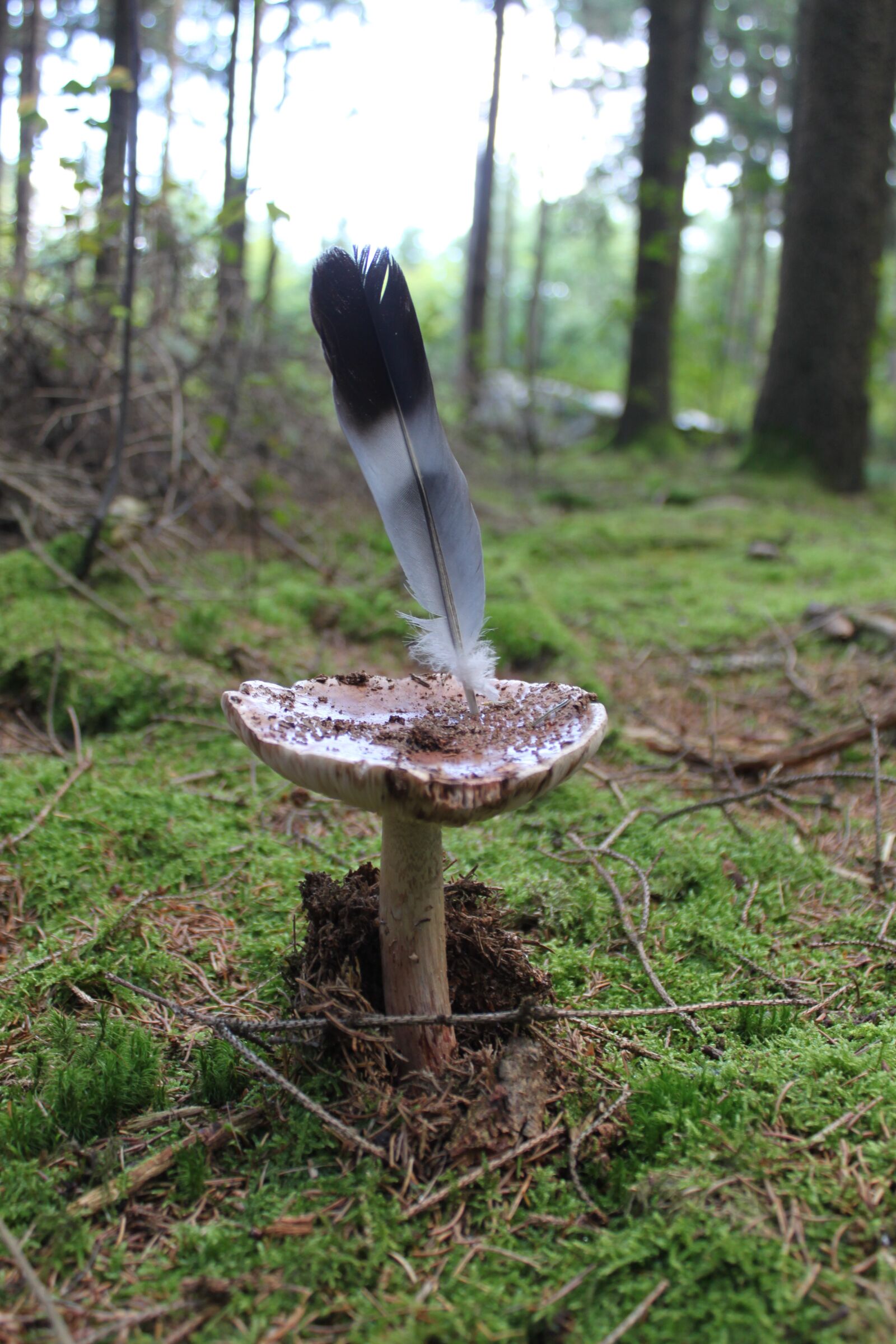 Canon EOS 500D (EOS Rebel T1i / EOS Kiss X3) sample photo. Mushroom, forest, ground photography