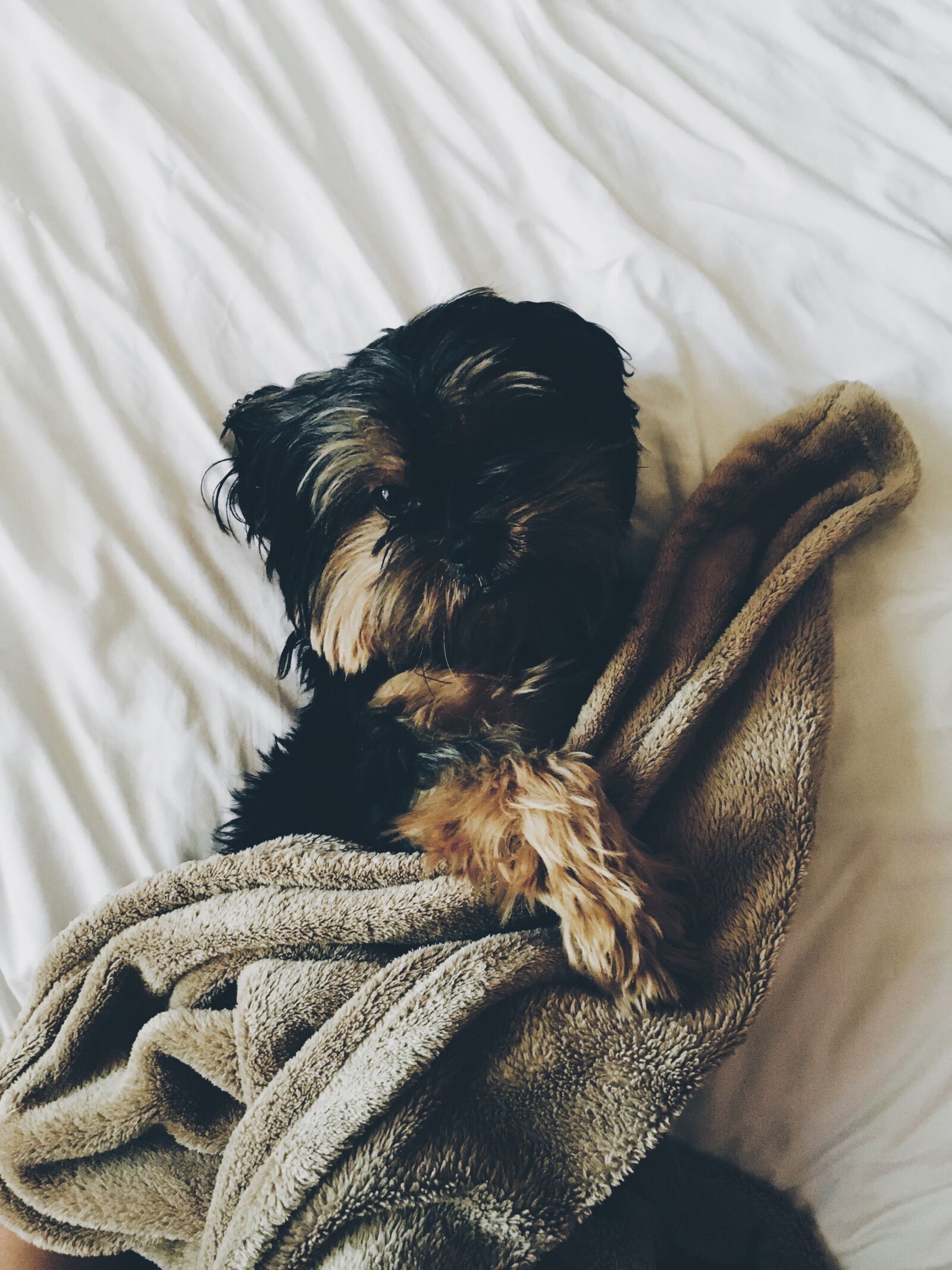 Apple iPhone 6s sample photo. Black, dog, puppy photography