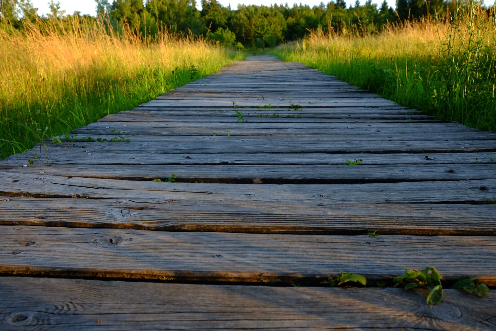 Fujifilm X-E1 sample photo. Wood, boards, board photography