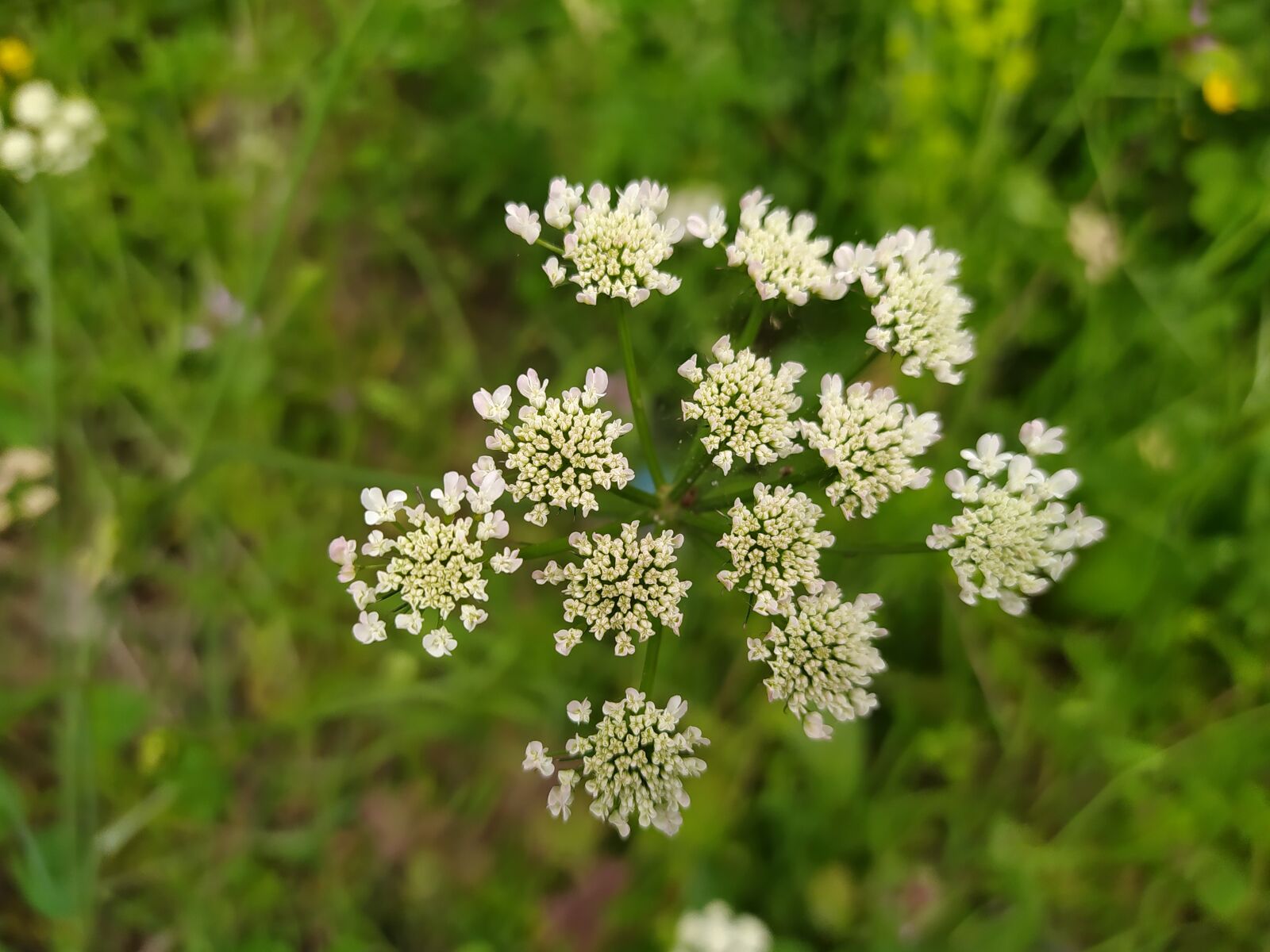Xiaomi Redmi Note 8 sample photo. Green, plant, forest photography