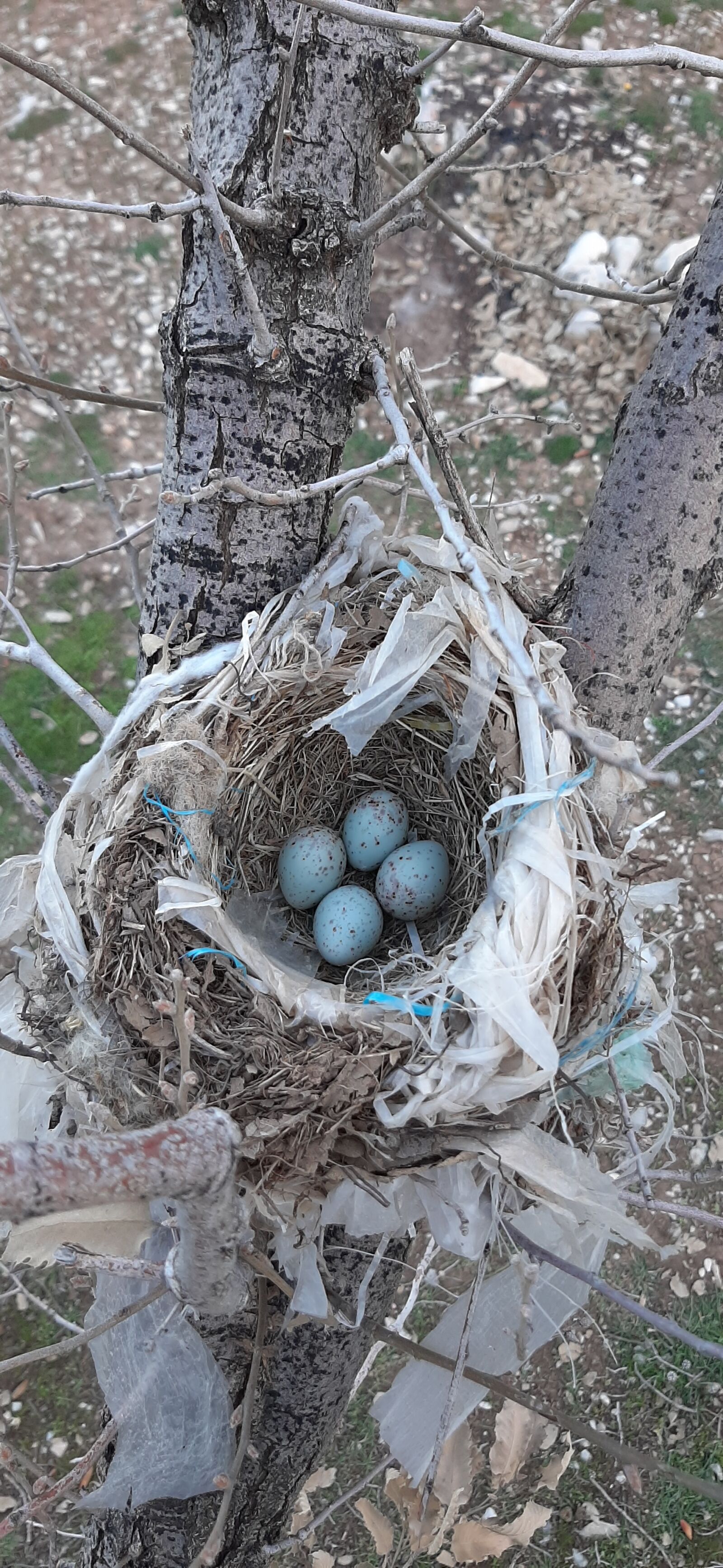 Samsung Galaxy A50 sample photo. Nature, bird eggs, oak photography