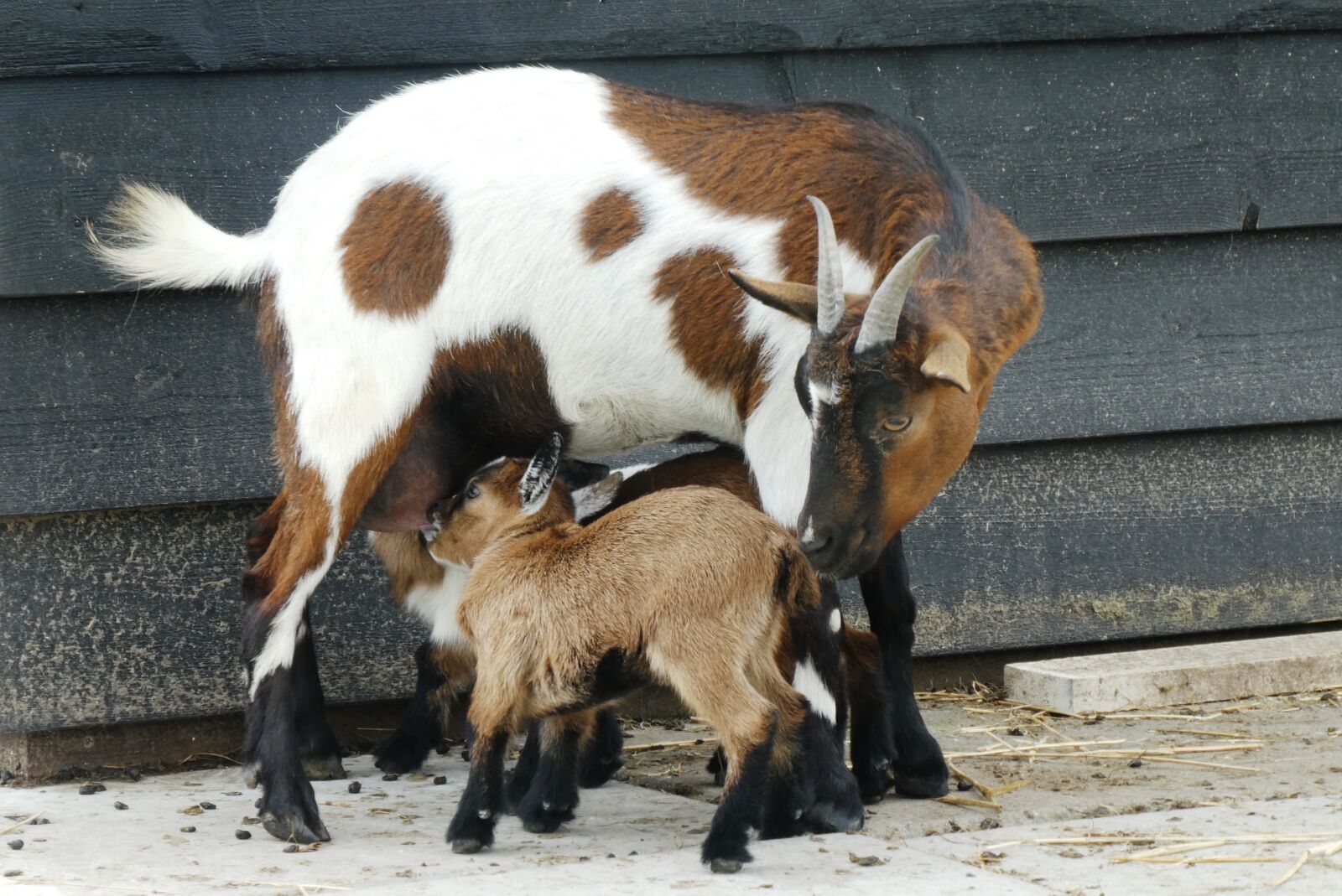 Panasonic Lumix DC-ZS70 (Lumix DC-TZ90) sample photo. Goat with kids, feed photography