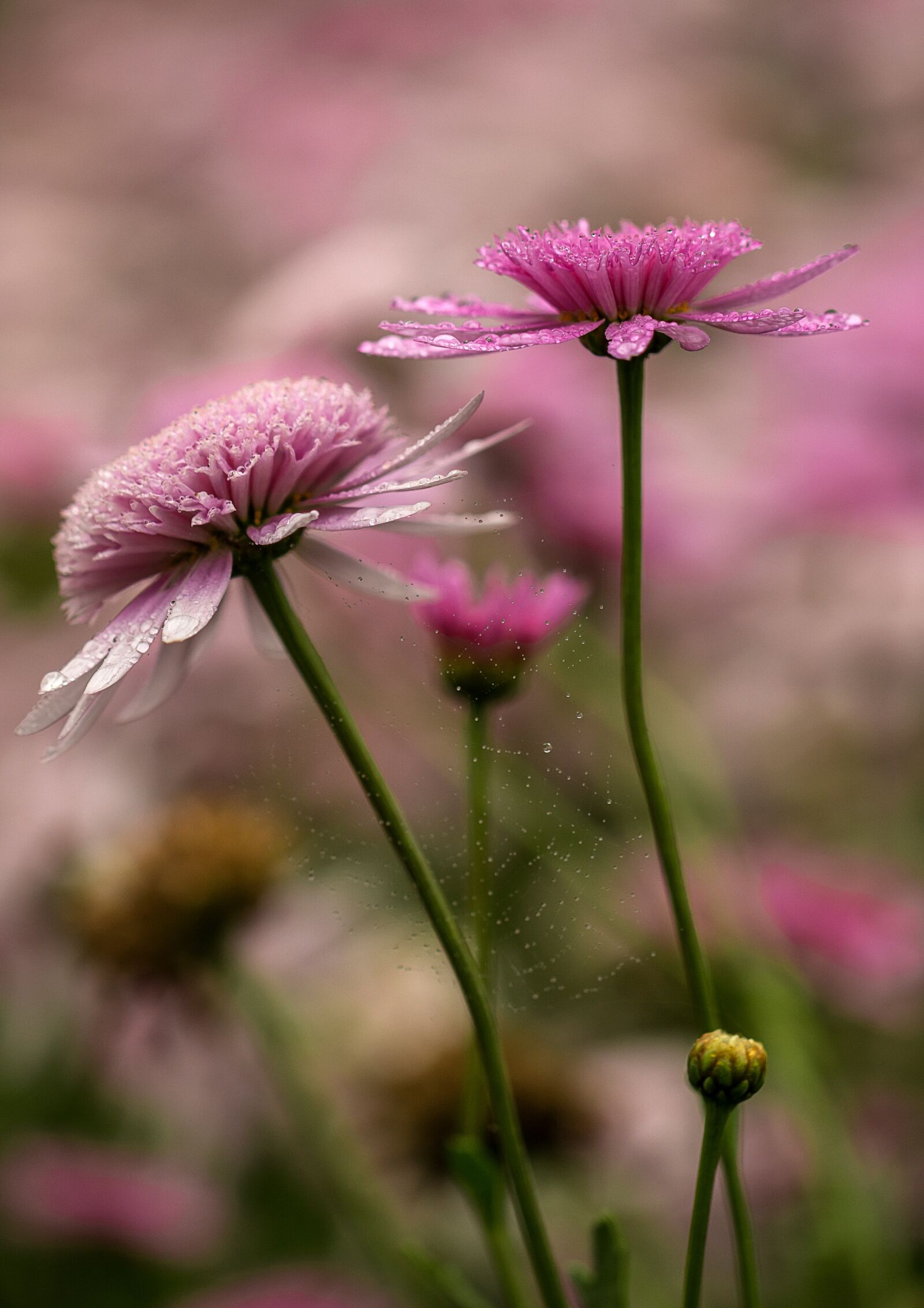 Canon EF 100mm F2.8L Macro IS USM sample photo. Nature, flower, plant photography