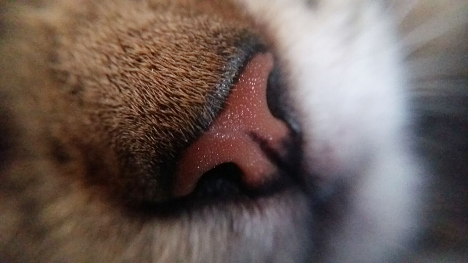 Samsung Galaxy A5 sample photo. Cat, cat, face, nose photography