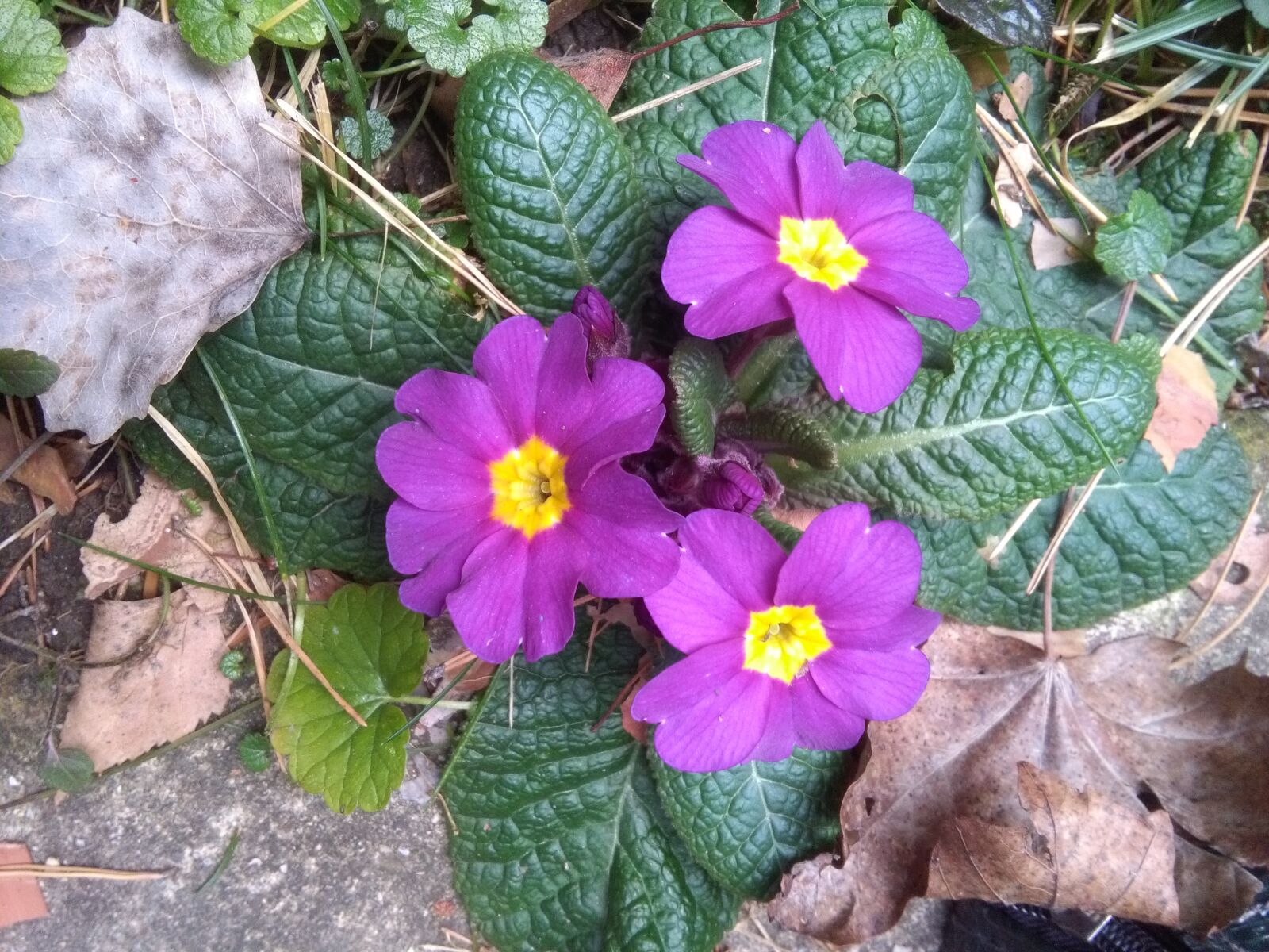 HUAWEI Y6 sample photo. Primroses, plant, nature photography