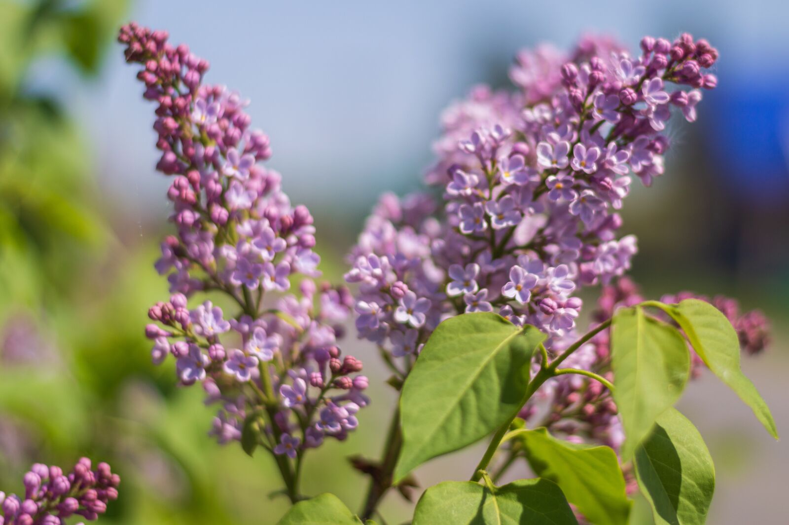 Nikon D3200 sample photo. May, spring, lilac photography