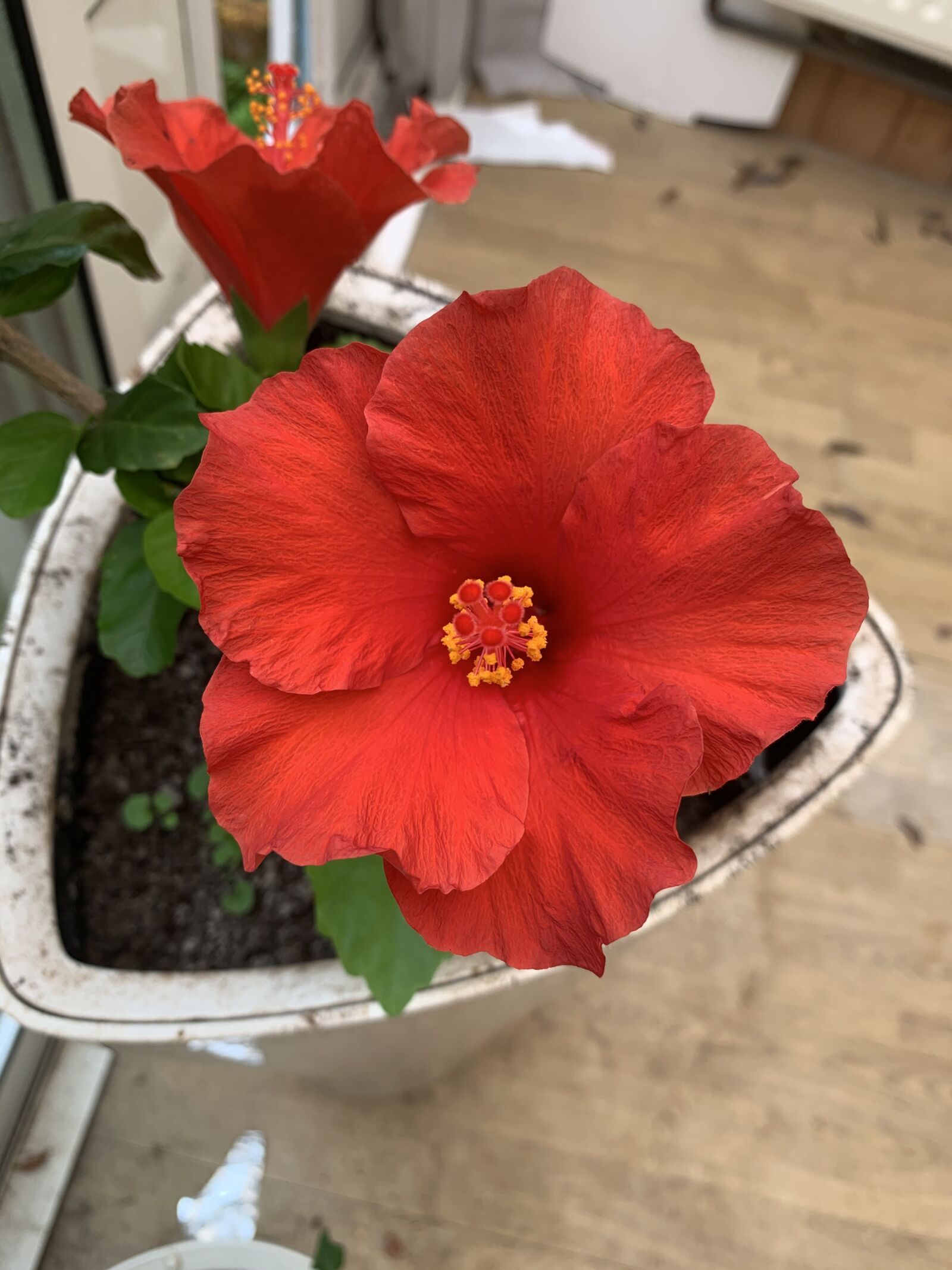 Apple iPhone XR sample photo. Flower, red, hisbiscus photography