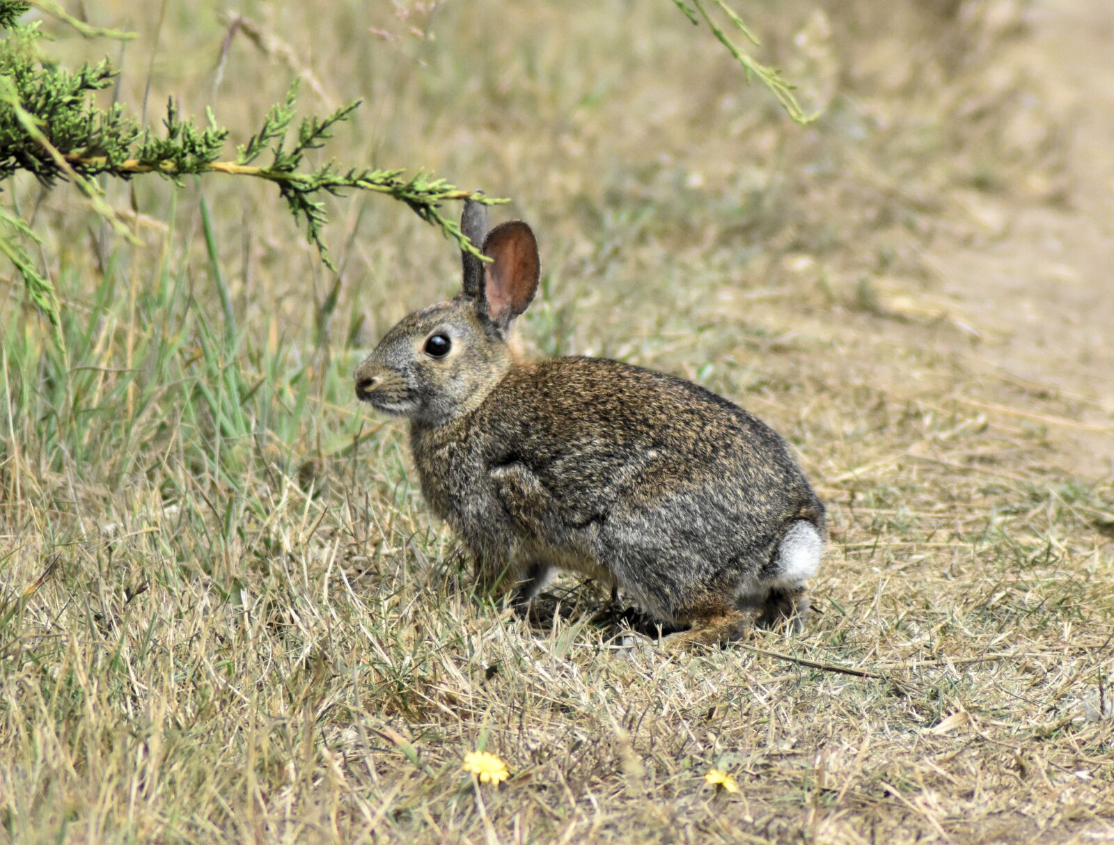 Nikon D3400 sample photo. Rabbit, bunny, animal photography