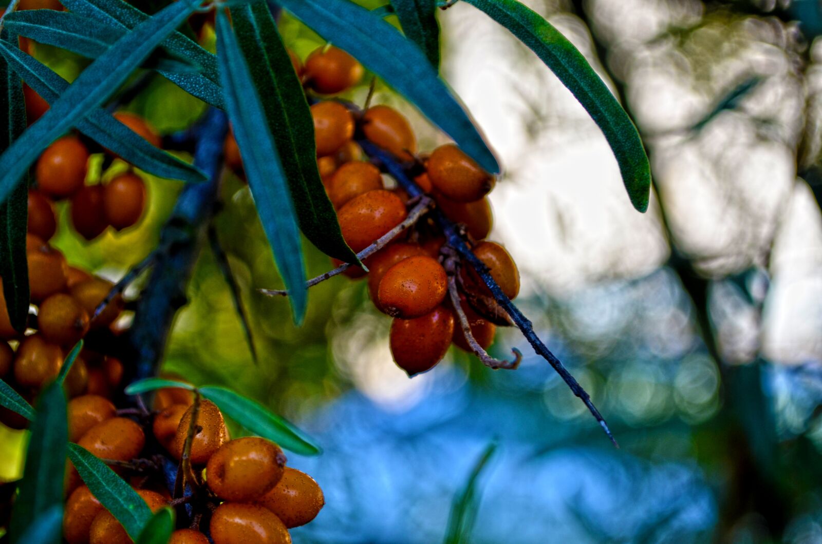 Nikon D5100 sample photo. Nature, tree, branch photography