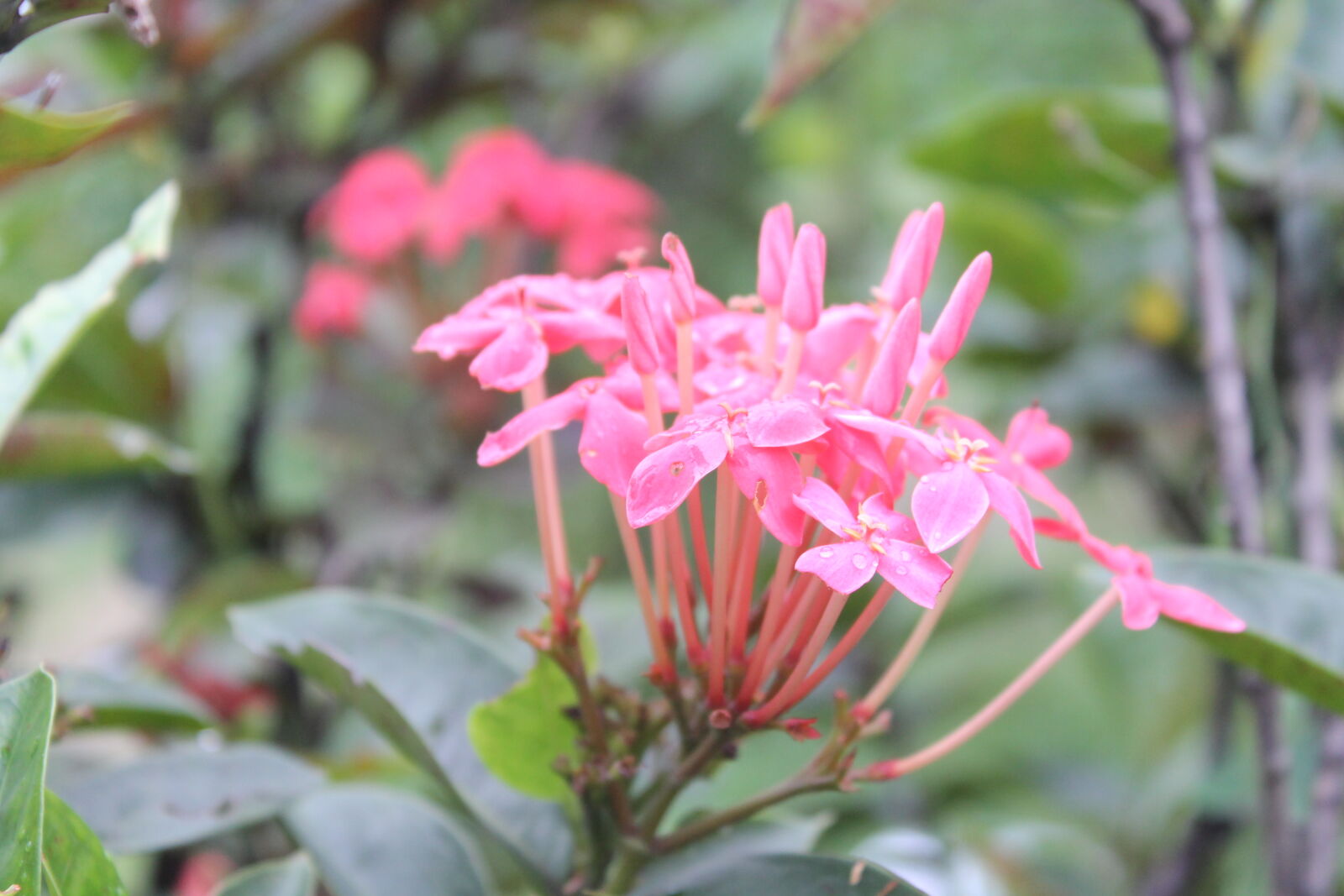 Canon EOS 1100D (EOS Rebel T3 / EOS Kiss X50) sample photo. After, the, rain, beautiful photography