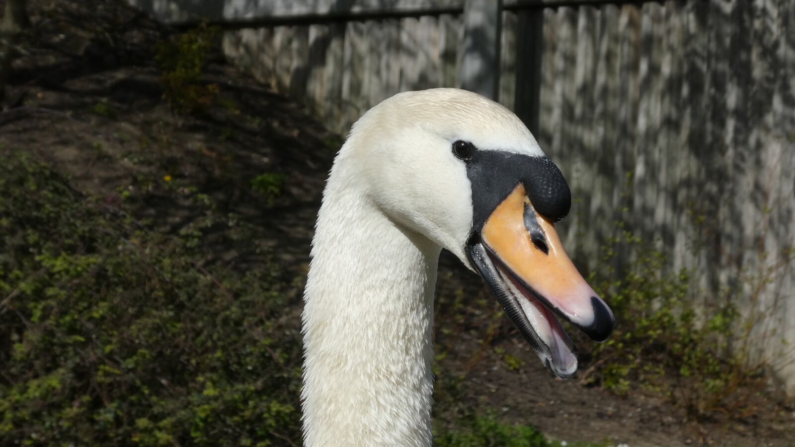 Panasonic Lumix DC-ZS70 (Lumix DC-TZ90) sample photo. Swan, bird, beak photography