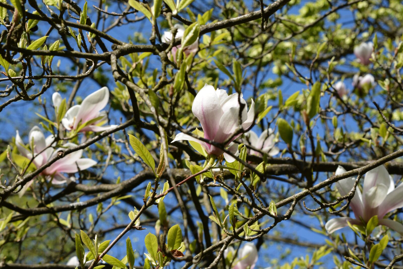 Nikon D7100 sample photo. Magnolia, blossom, bloom photography