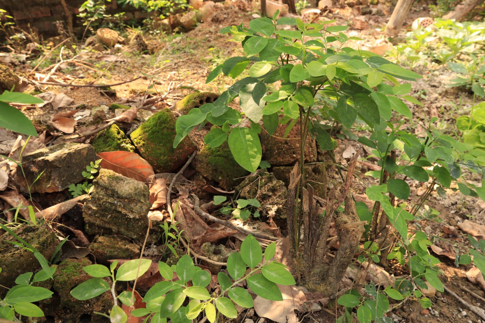 Canon EOS M50 (EOS Kiss M) sample photo. The garden, tree, the photography