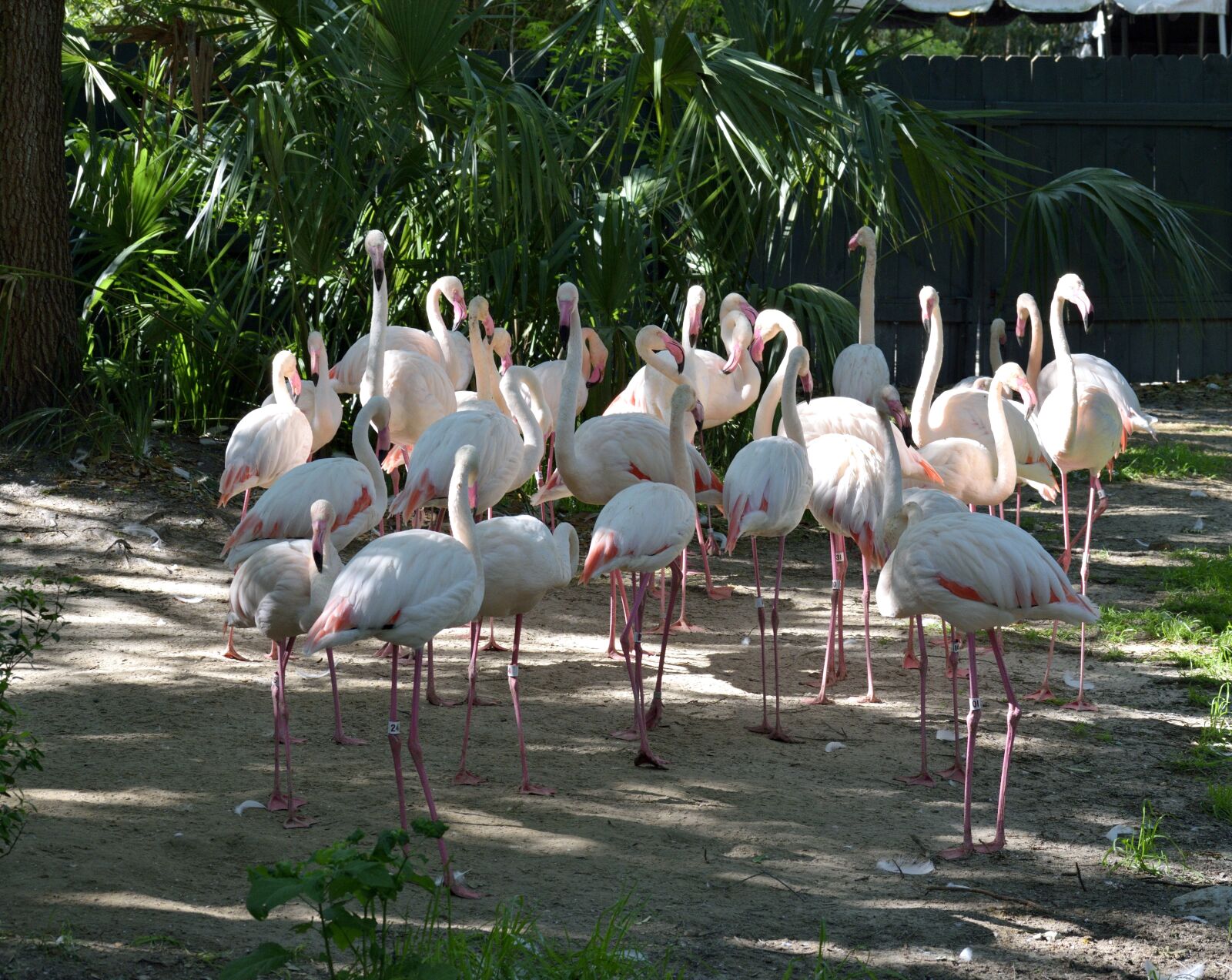 Nikon D3300 sample photo. Flamingos, bird, tropical photography