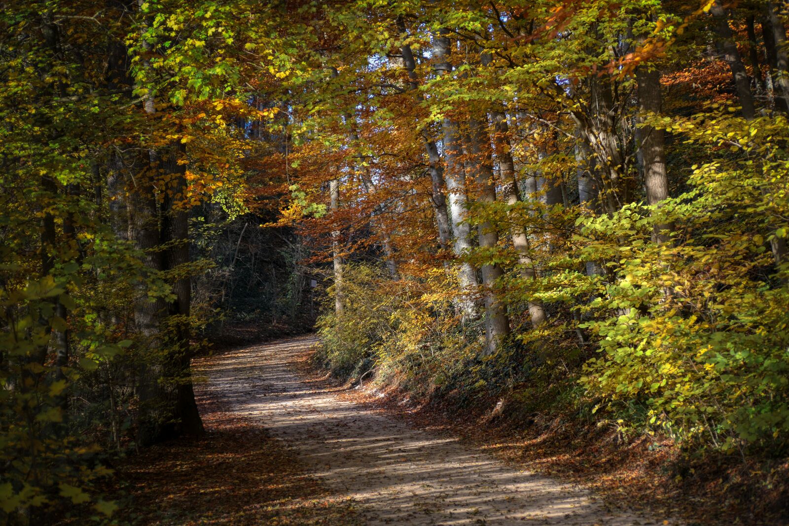 Panasonic Lumix DMC-GX8 sample photo. Nature, landscape, forest photography