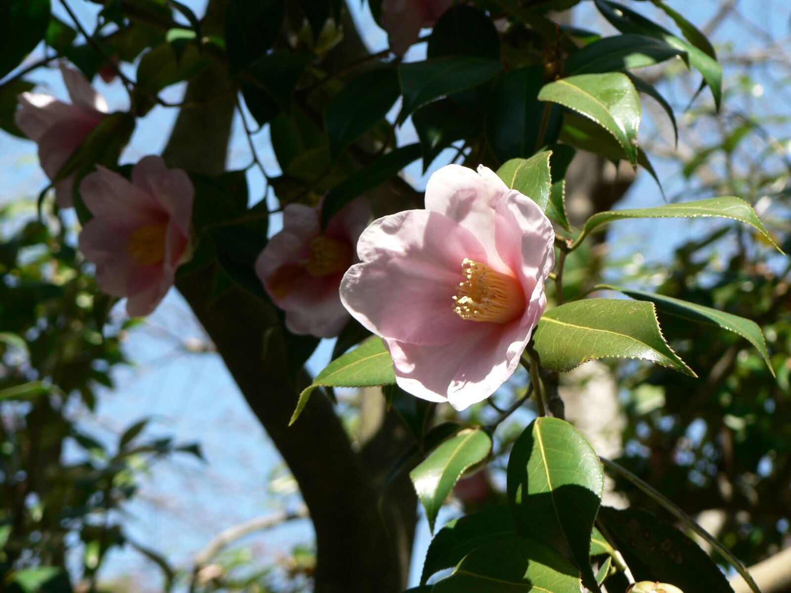 Panasonic DMC-FZ5 sample photo. Flower, tree, pink photography