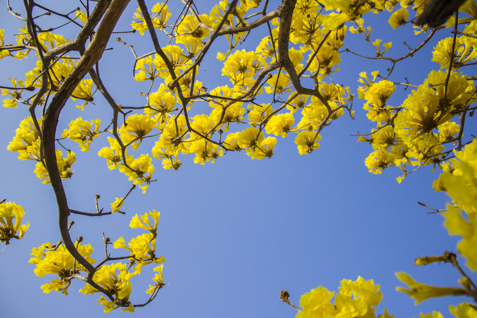Canon EOS 1200D (EOS Rebel T5 / EOS Kiss X70 / EOS Hi) sample photo. Casanare, colombia, flor, amarillo photography
