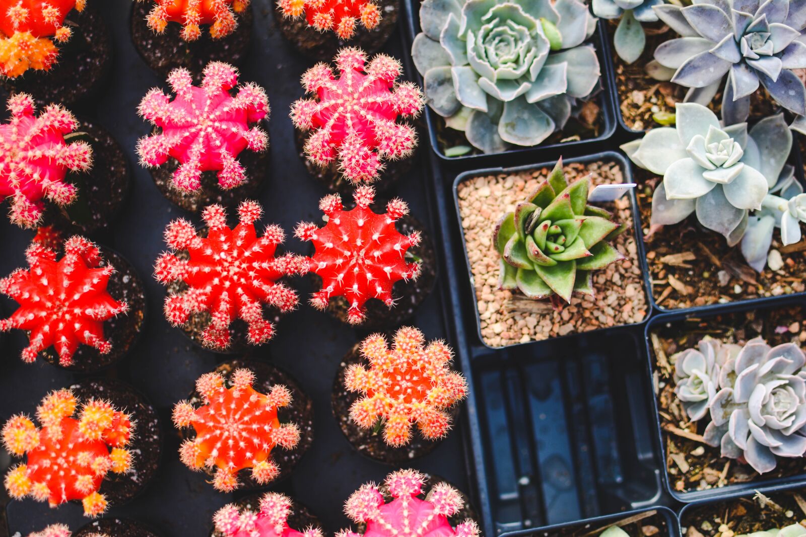 Nikon D7100 sample photo. Cacti, plants, pot plants photography