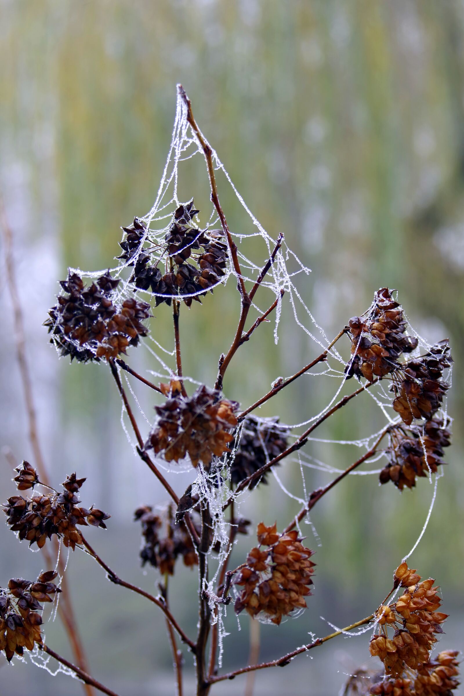 Pentax K-S2 sample photo. Cobweb, ice, not cold photography