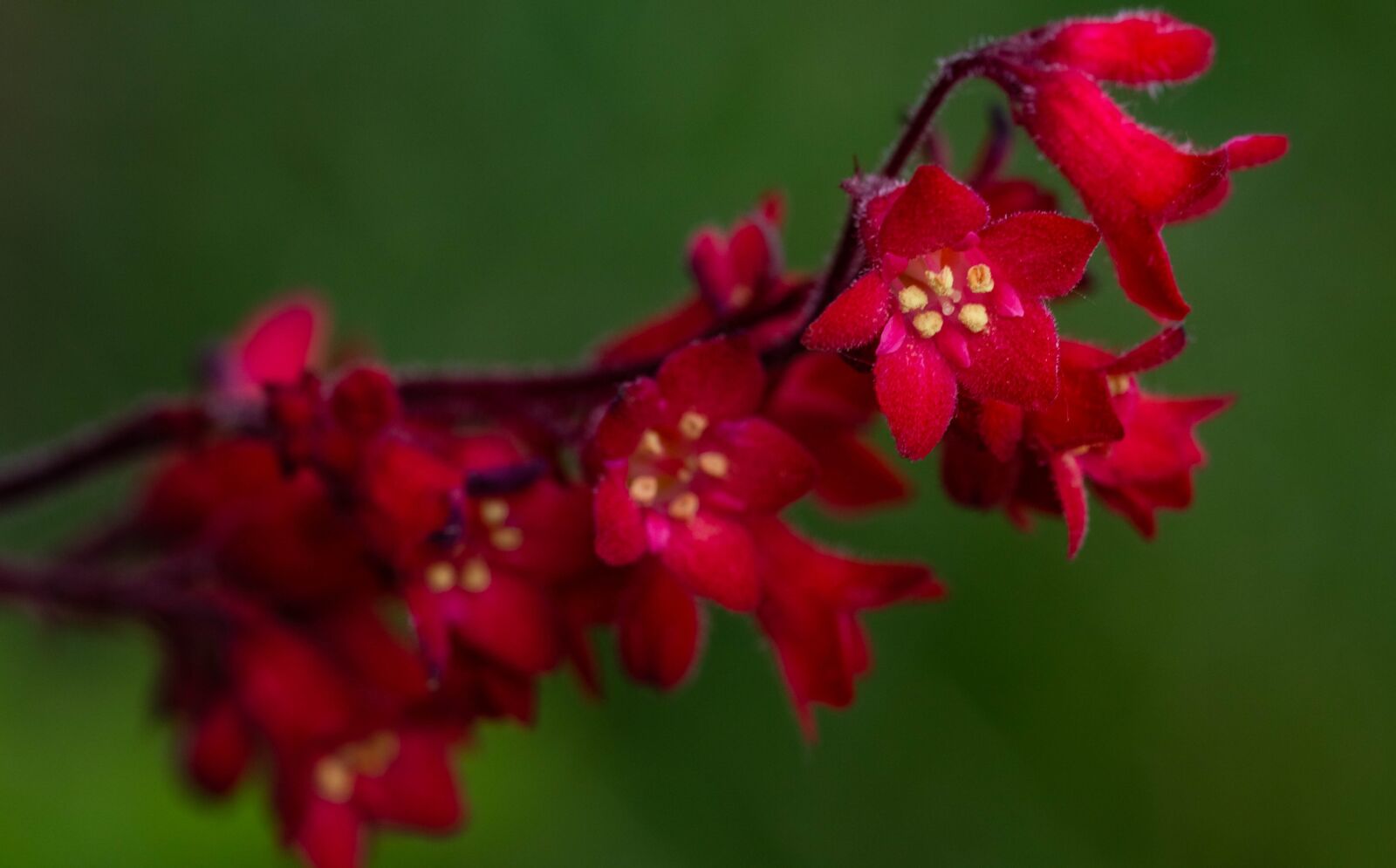 Canon EF 100mm F2.8L Macro IS USM sample photo. Flowers, flower, żurawka photography