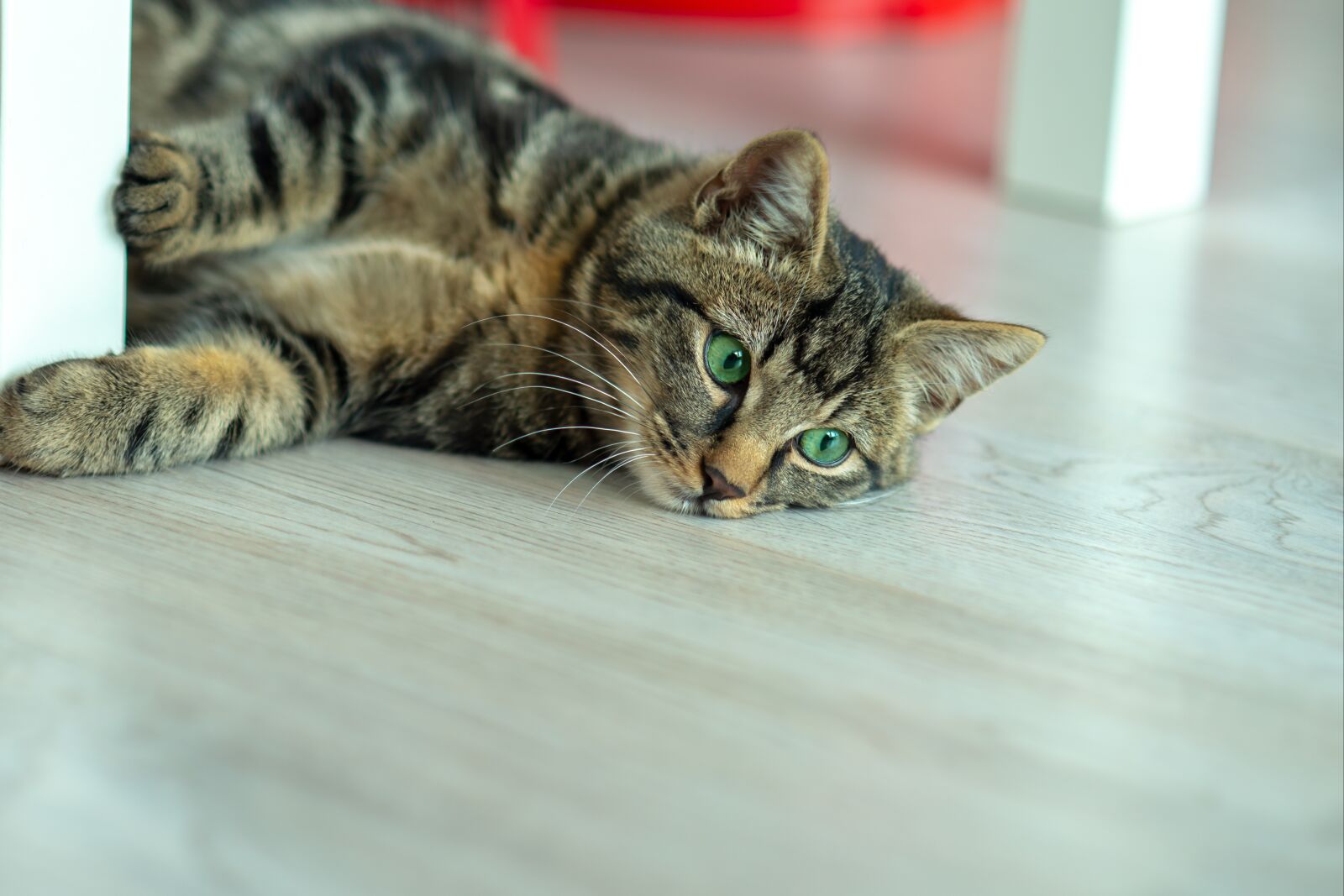 Nikon D800 sample photo. Domestic cat, patterned cat photography