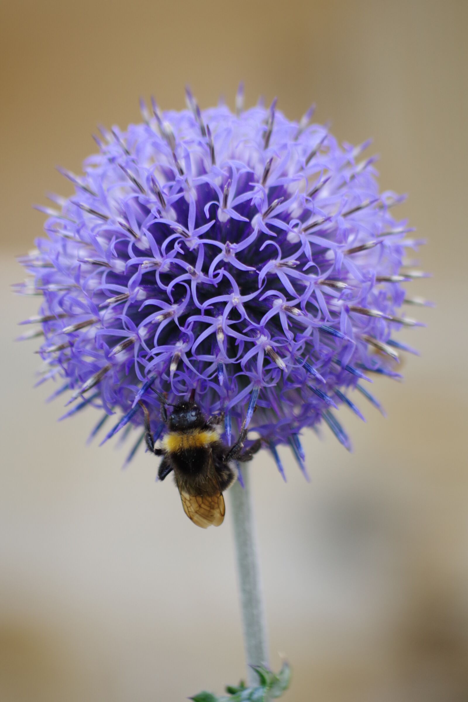 Pentax K-S2 sample photo. Thistle, hummel, flower photography